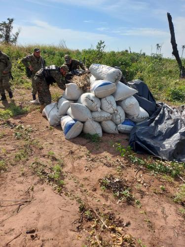 Canindeyú: Incautan 700 kilos de marihuana de un inmueble rural
